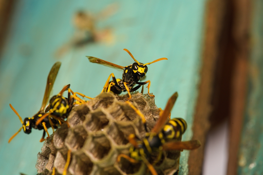 pest control complete and family playing on floor safely